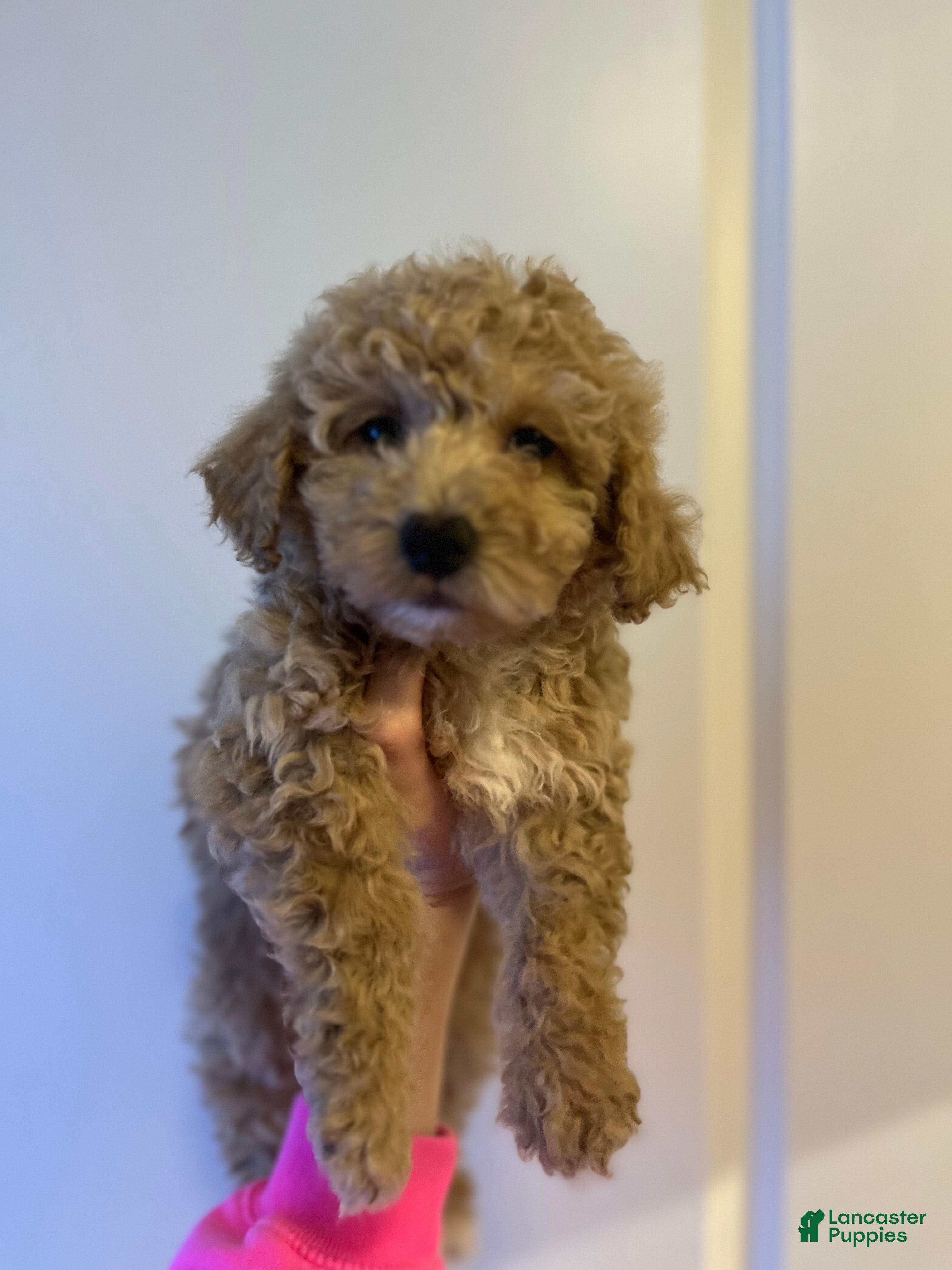 Mini Goldendoodle dogs Sweetie  - Ad 19