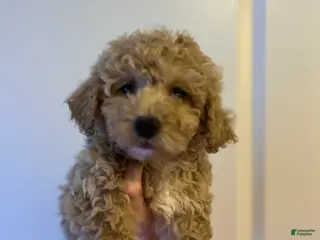 Mini Goldendoodle dogs Sweetie - Ad 19