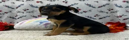 Airedale Terrier dogs for sale: Airedale Terrier Puppy 1 - Ad 3