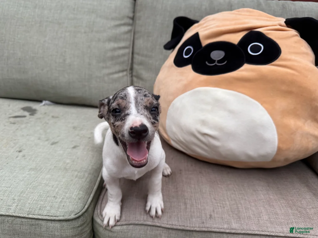 Jack Russell Terrier dogs for sale: Bluey - Ad 1