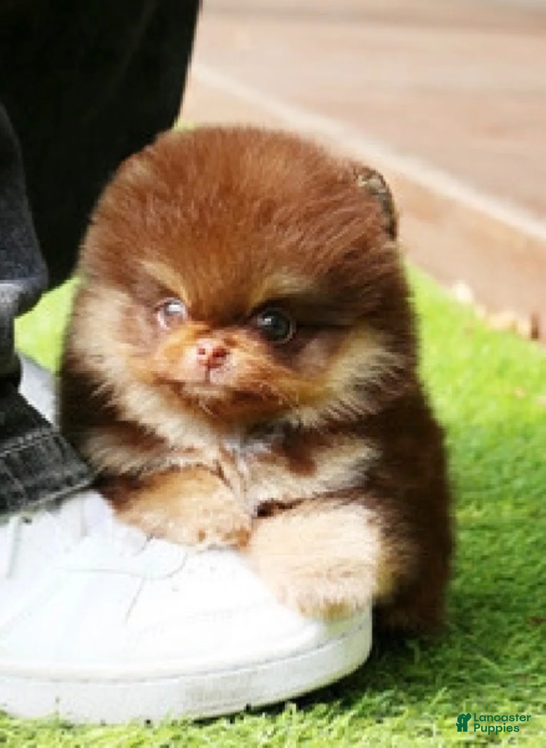 Pomeranian dogs for sale: Chiko - Ad 3