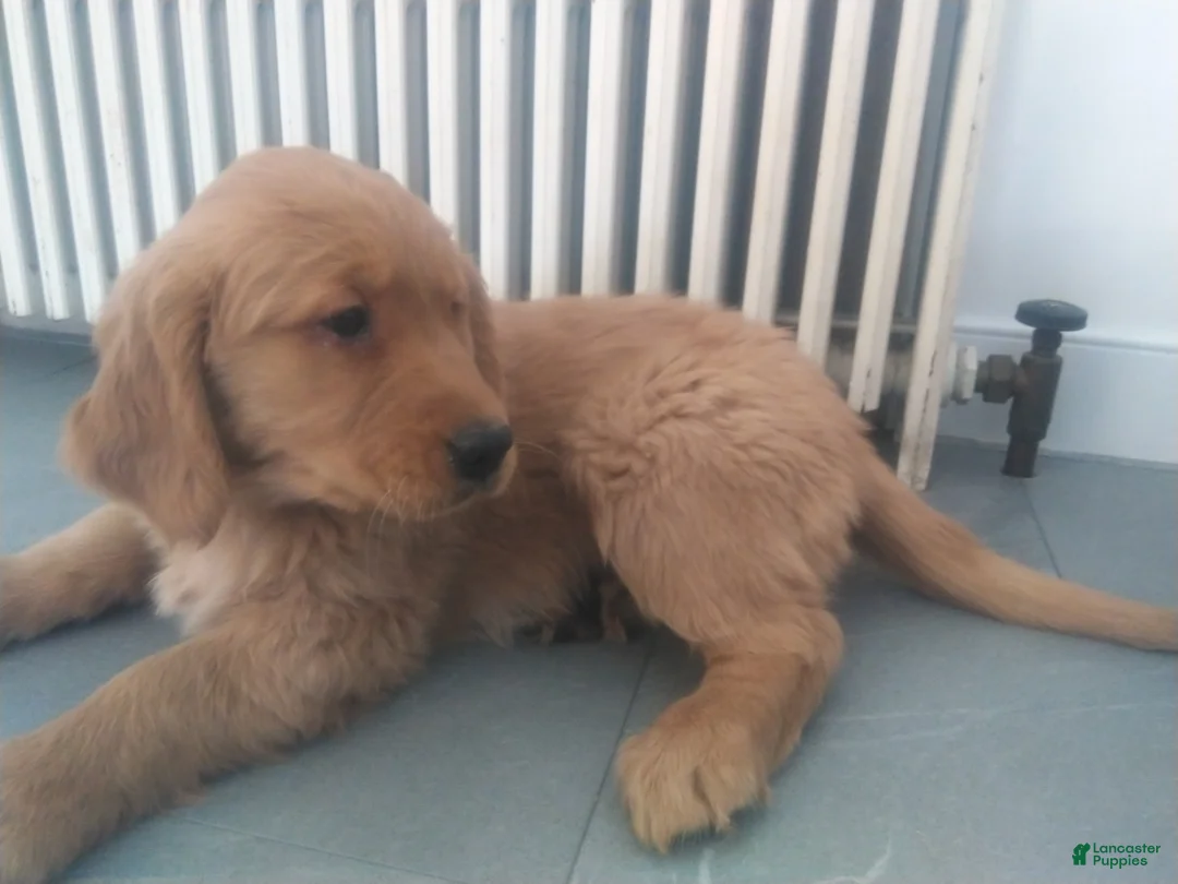 Golden Retriever dogs for sale: Maple (Red collar) - Ad 1