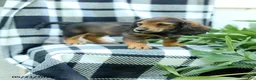 Miniature Dachshund dogs for sale: Cub  - Ad 2