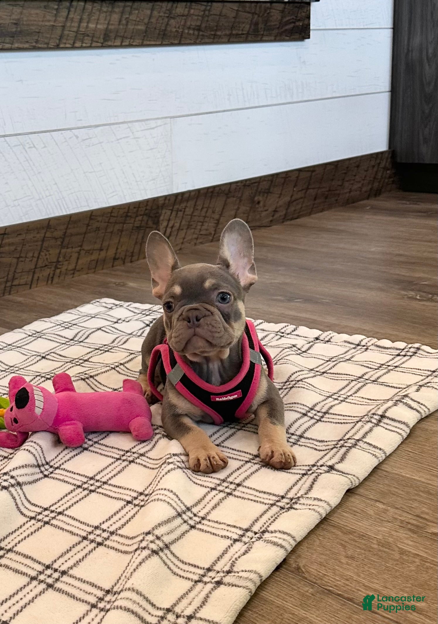 French Bulldog dogs Jade - Ad 2