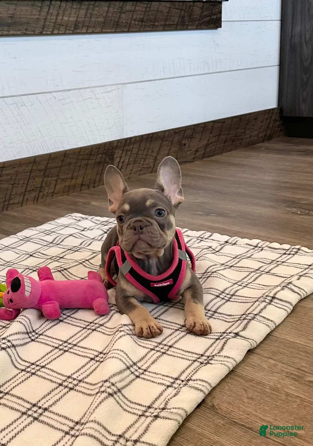 French Bulldog dogs for sale: Jade - Ad 2
