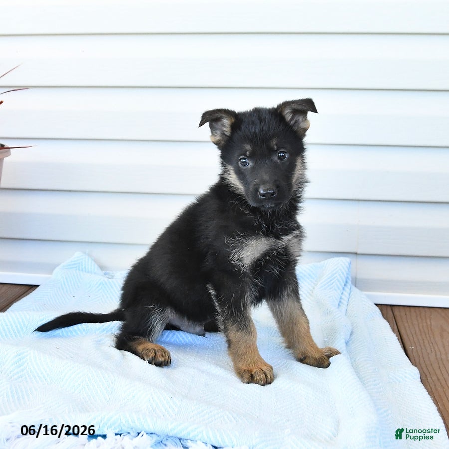 German Shepherd dogs Cash - Ad 1