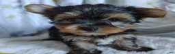 Yorkshire Terrier dogs for sale: Jacqueline - Ad 3
