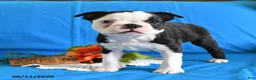 Boston Terrier dogs for sale: Alex - Ad 2