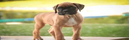 Boxer dogs for sale: Boxer 1 - Ad 9