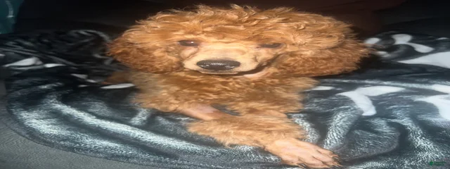 Little Rue