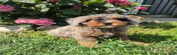 Miniature Poodle dogs for sale: Zack - Ad 4