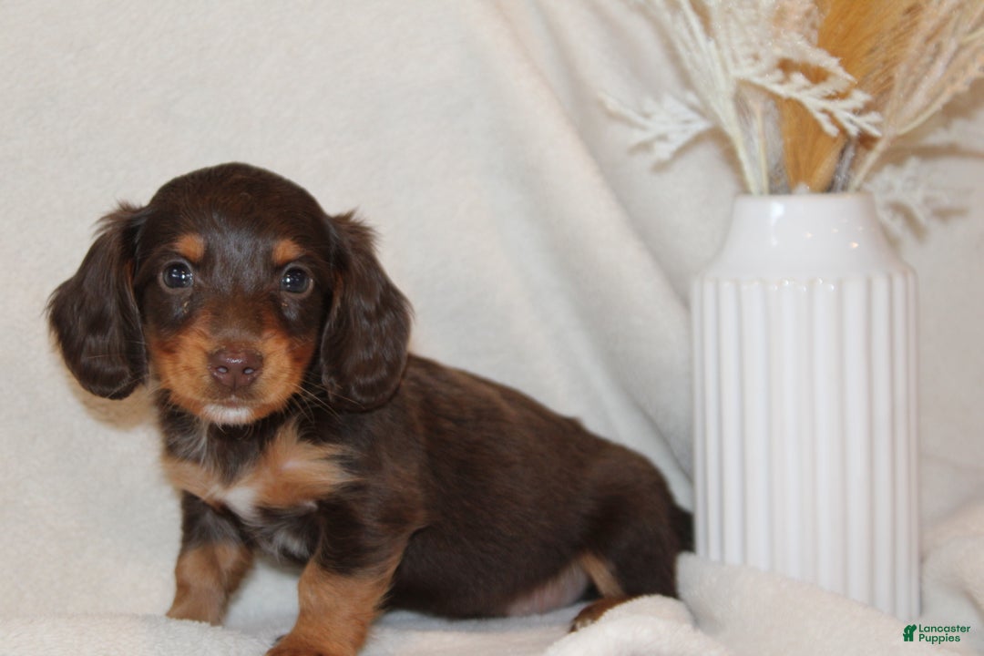 Dachshund Puppies for sale Lancaster Puppies