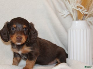 Dachshund dogs - Ad 1