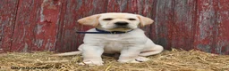 Labrador Retriever dogs for sale: Bruce - Ad 5