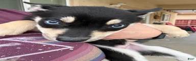 Pitsky 7