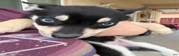 Pitsky dogs for sale: Pitsky 7 - Ad 1