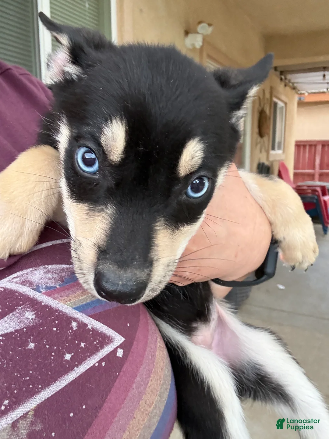 Pitsky dogs for sale: Pitsky 7 - Ad 1