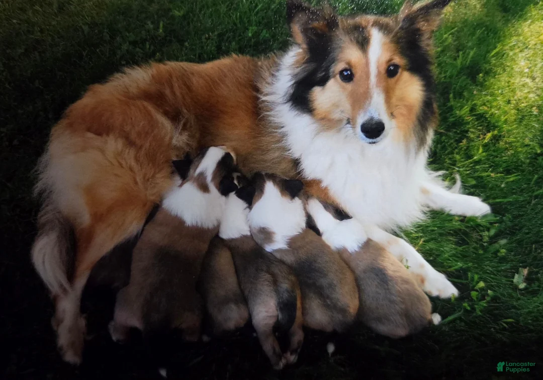 Shetland Sheepdog dogs for sale: Tommy  - Ad 2