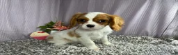 Cavalier King Charles Spaniel dogs for sale: Cavalier King Charles Spaniel 2 - Ad 6