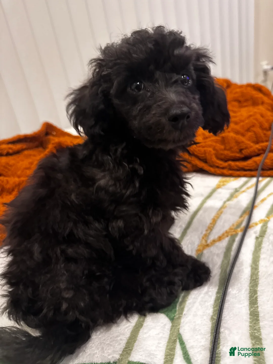Toy Poodle dogs for sale:  1 - Ad 3