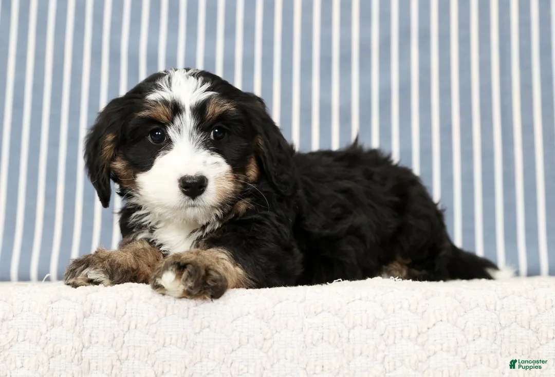Mini Bernedoodle dogs for sale: Trixie - Ad 8
