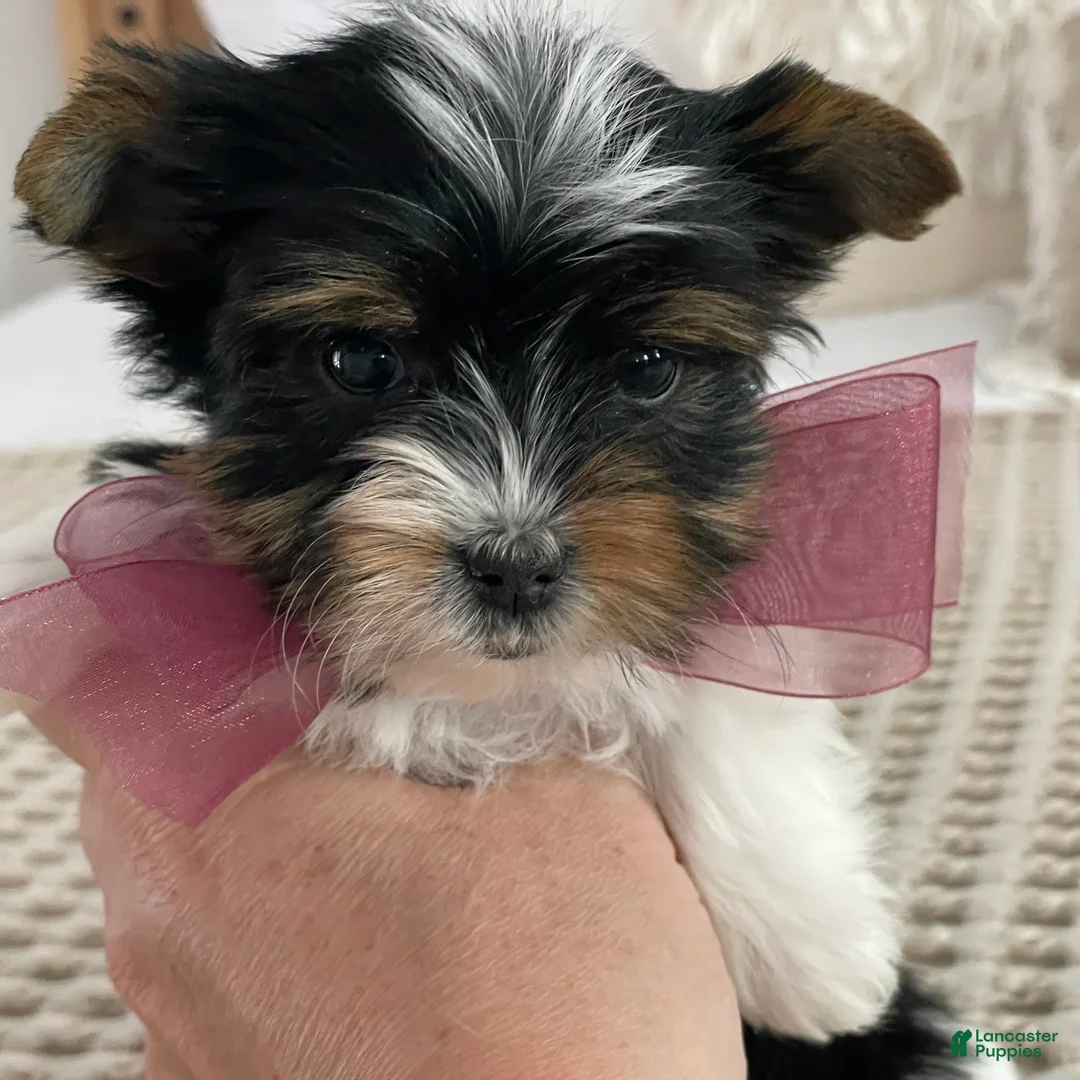 Biewer Terrier dogs for sale: Millie - Ad 2