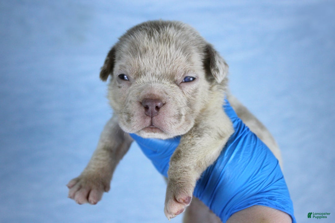 American Bully dogs for sale: Lilac Merle Male - Ad 4