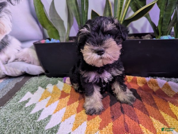 Miniature Schnauzer dogs Schuyler - Ad 1