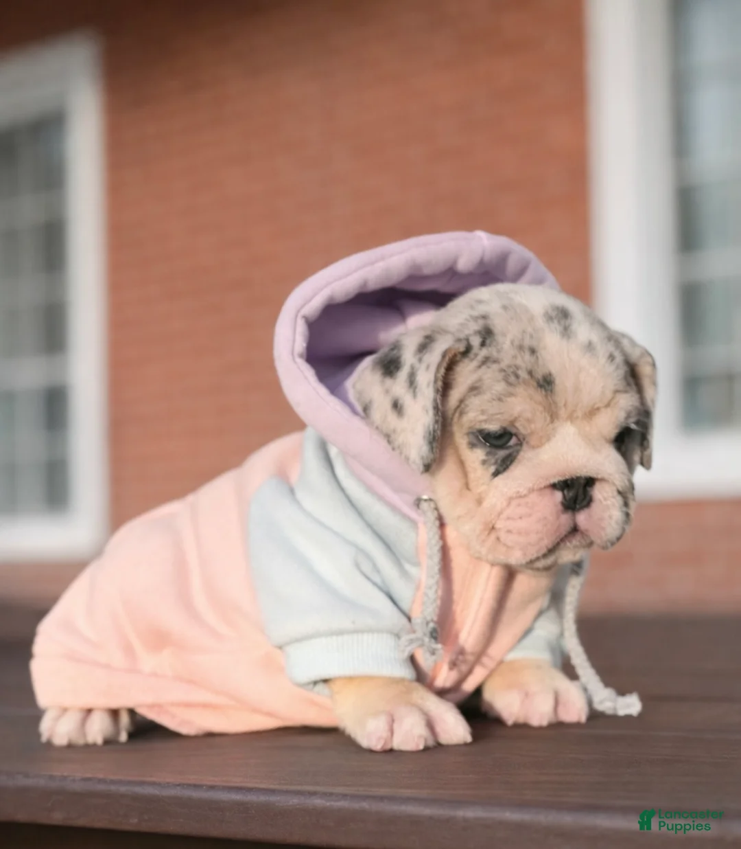 English Bulldog dogs for sale: Katerina - Ad 5