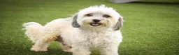 Havanese dogs for sale: Tara Havanese Puppy  - Ad 7