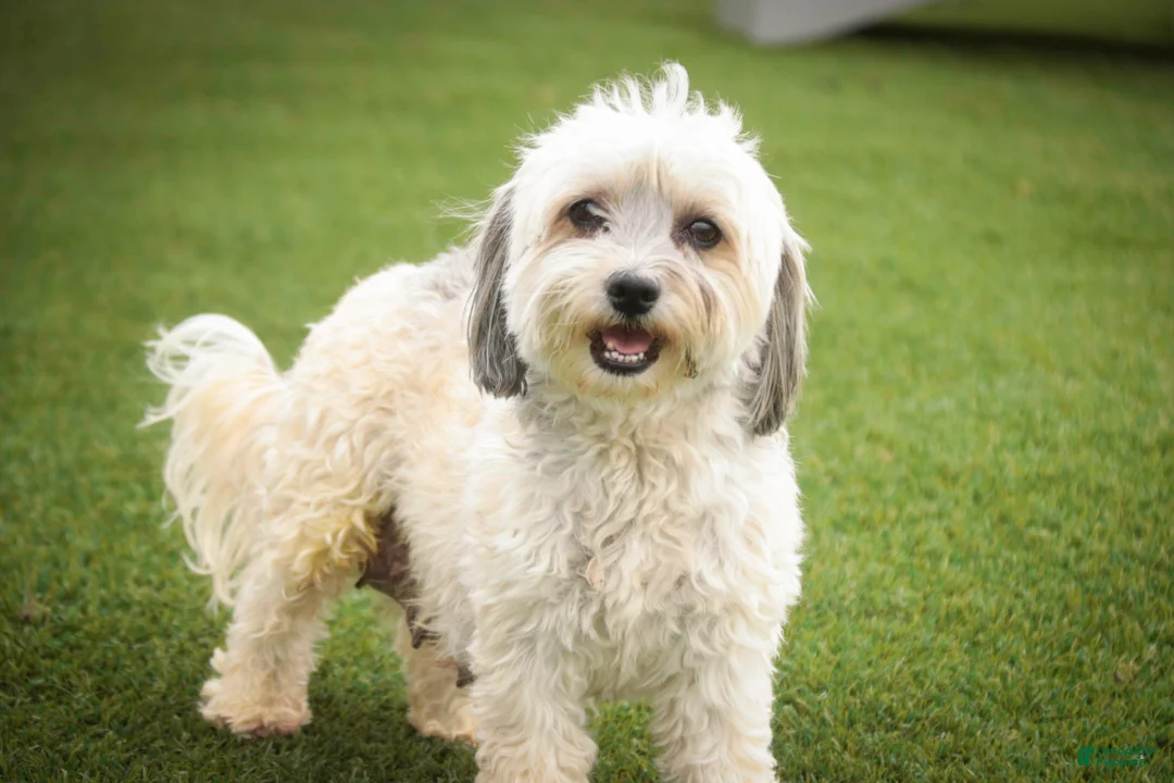 Havanese dogs for sale: Tara Havanese Puppy  - Ad 7