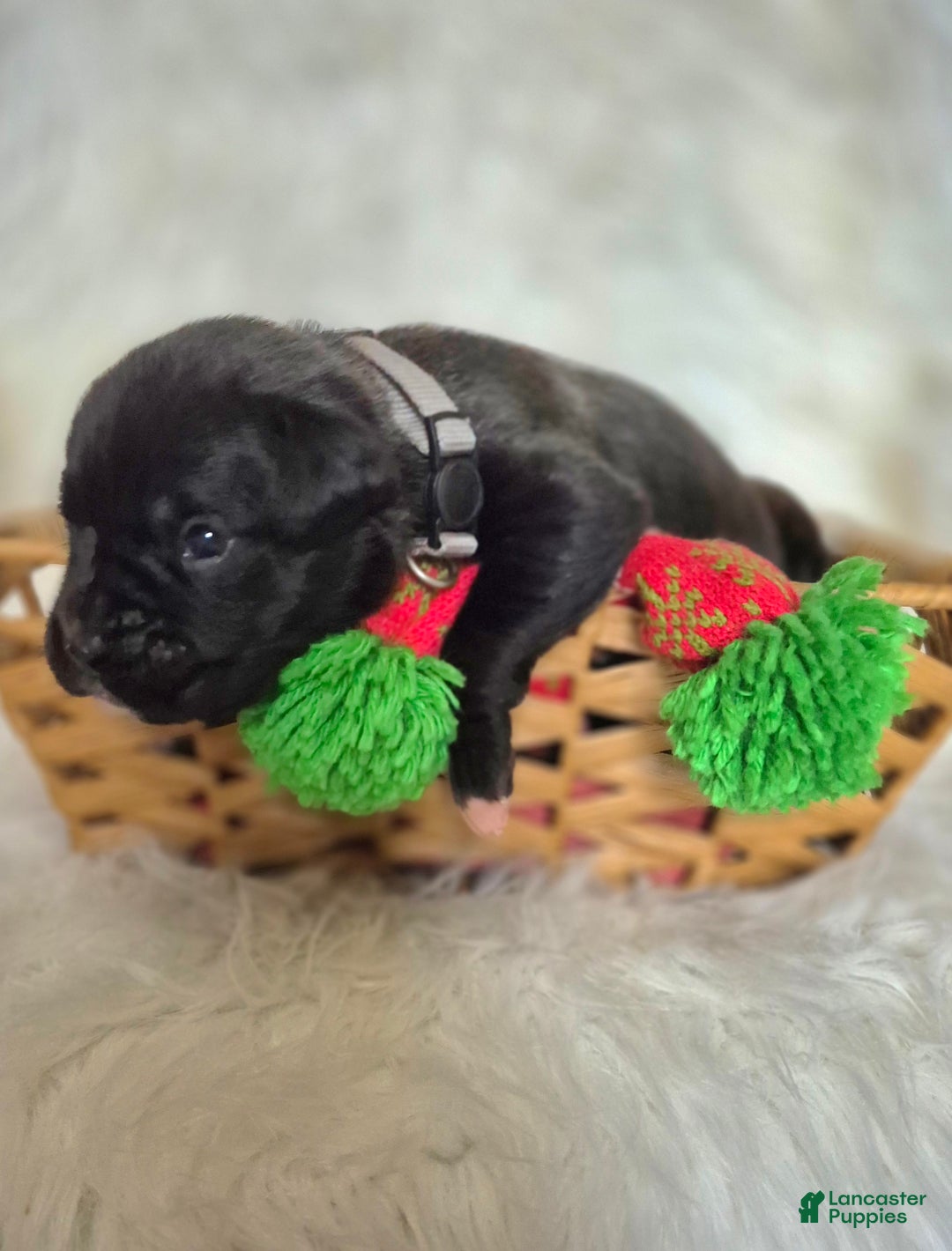 Boxer dogs for sale: Bently - Ad 3