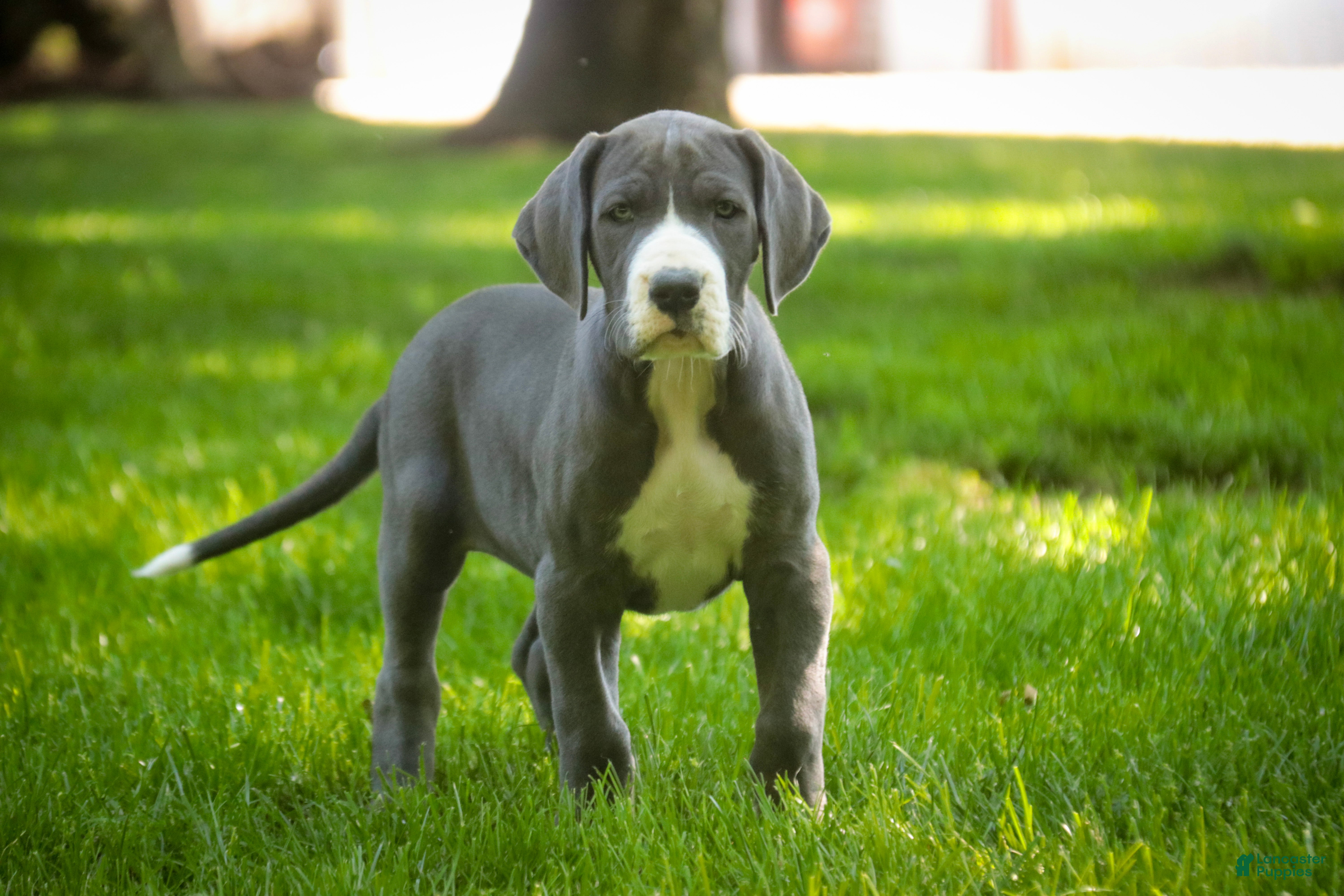 Great Dane dogs Hope - Ad 1