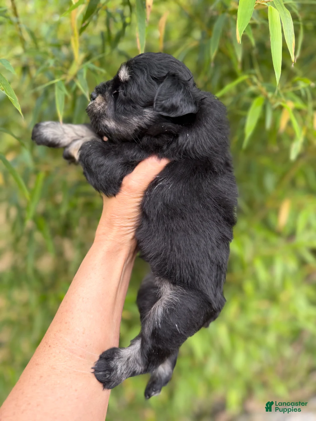 Miniature Schnauzer dogs for sale: Miniature Schnauzer Puppy 1 - Ad 2