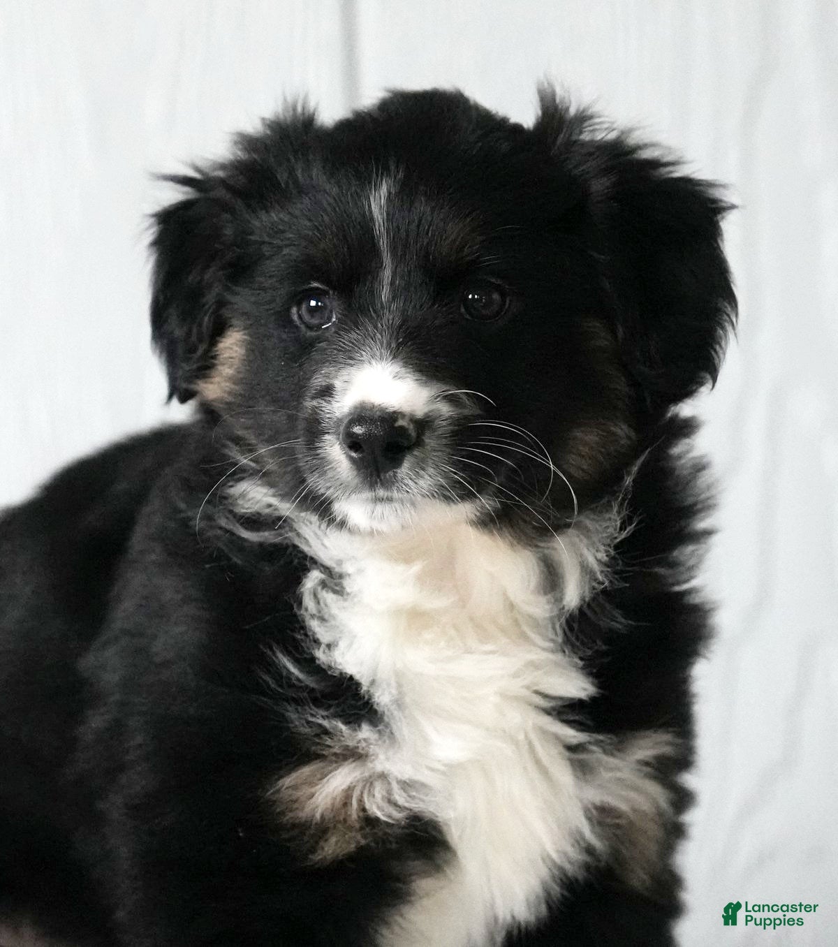 Australian Shepherd dogs Callie - Ad 2