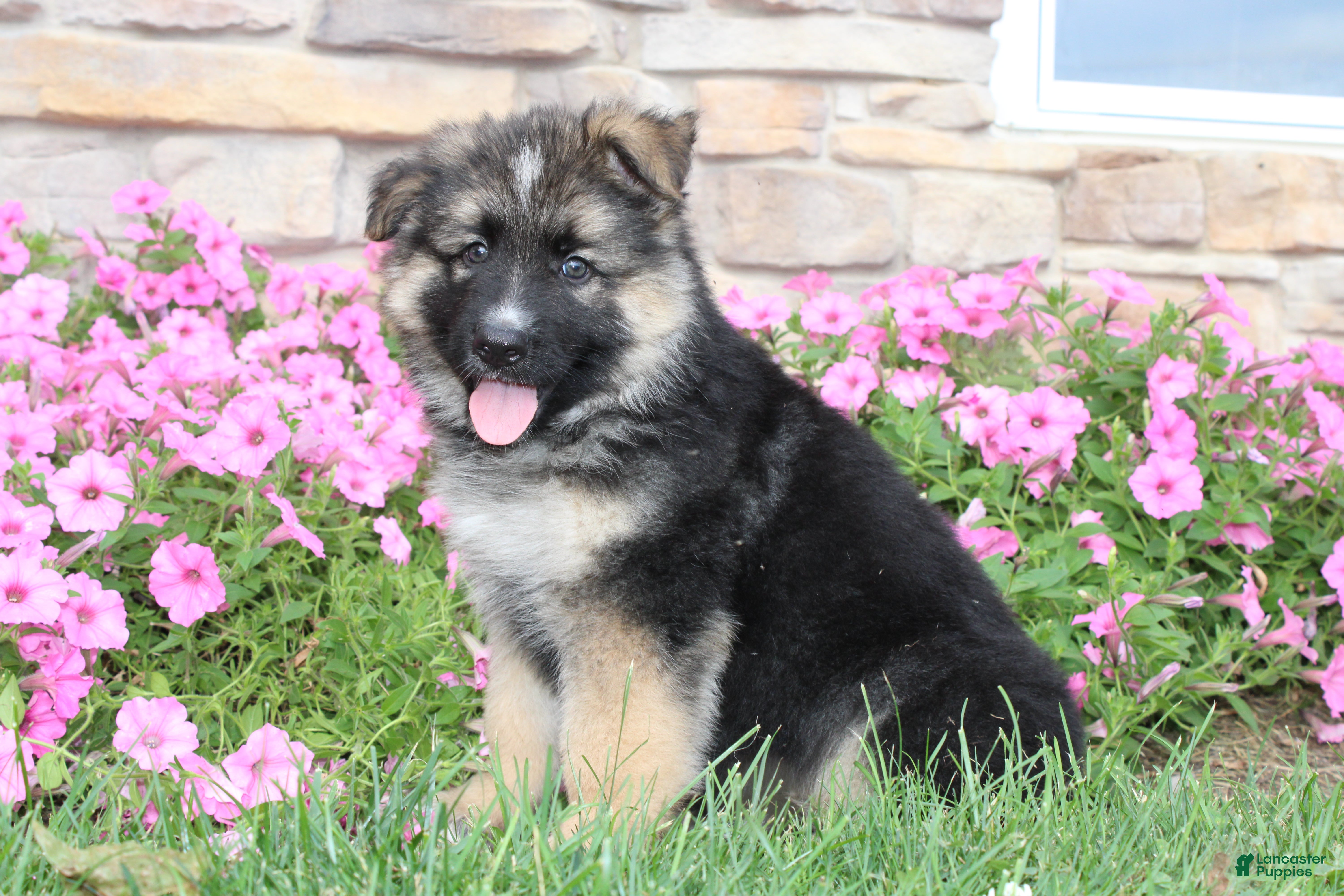 German Shepherd dogs Hunter - Ad 1