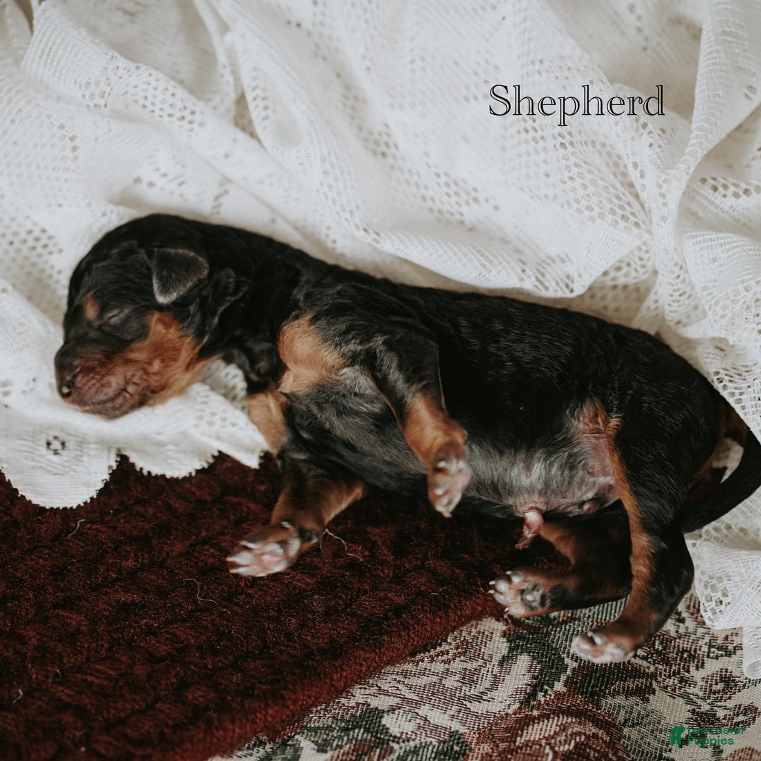 Standard Poodle dogs for sale: Shepherd - Ad 10