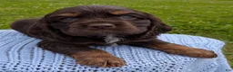 Cocker Spaniel dogs for sale: Yeller - Ad 4