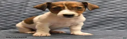 Jack Russell Terrier dogs for sale: Lenny - Ad 3