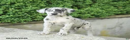 Great Dane dogs for sale: Georgia - Ad 3