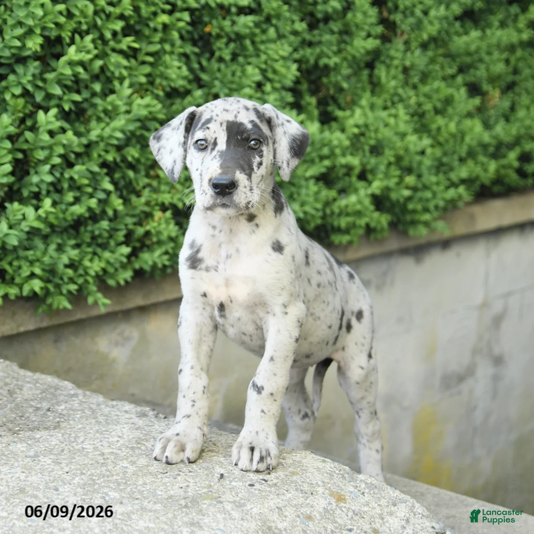Great Dane dogs for sale: Georgia - Ad 3