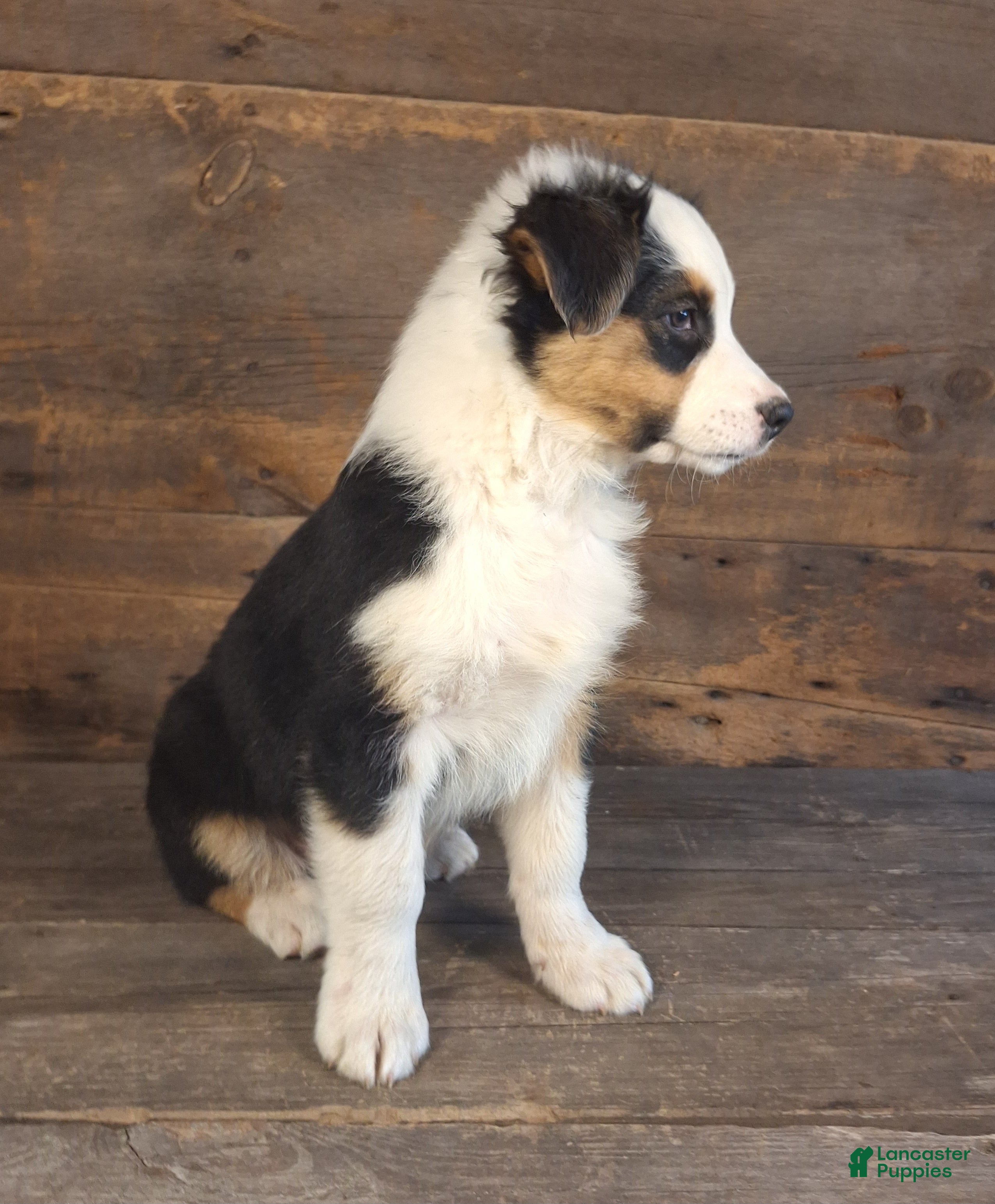 Australian Shepherd dogs for sale: Ephraim - Ad 2