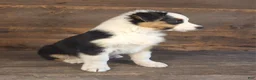 Australian Shepherd dogs for sale: Ephraim - Ad 2