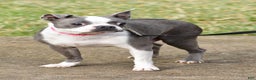 Boston Terrier dogs for sale: Trisha  - Ad 13