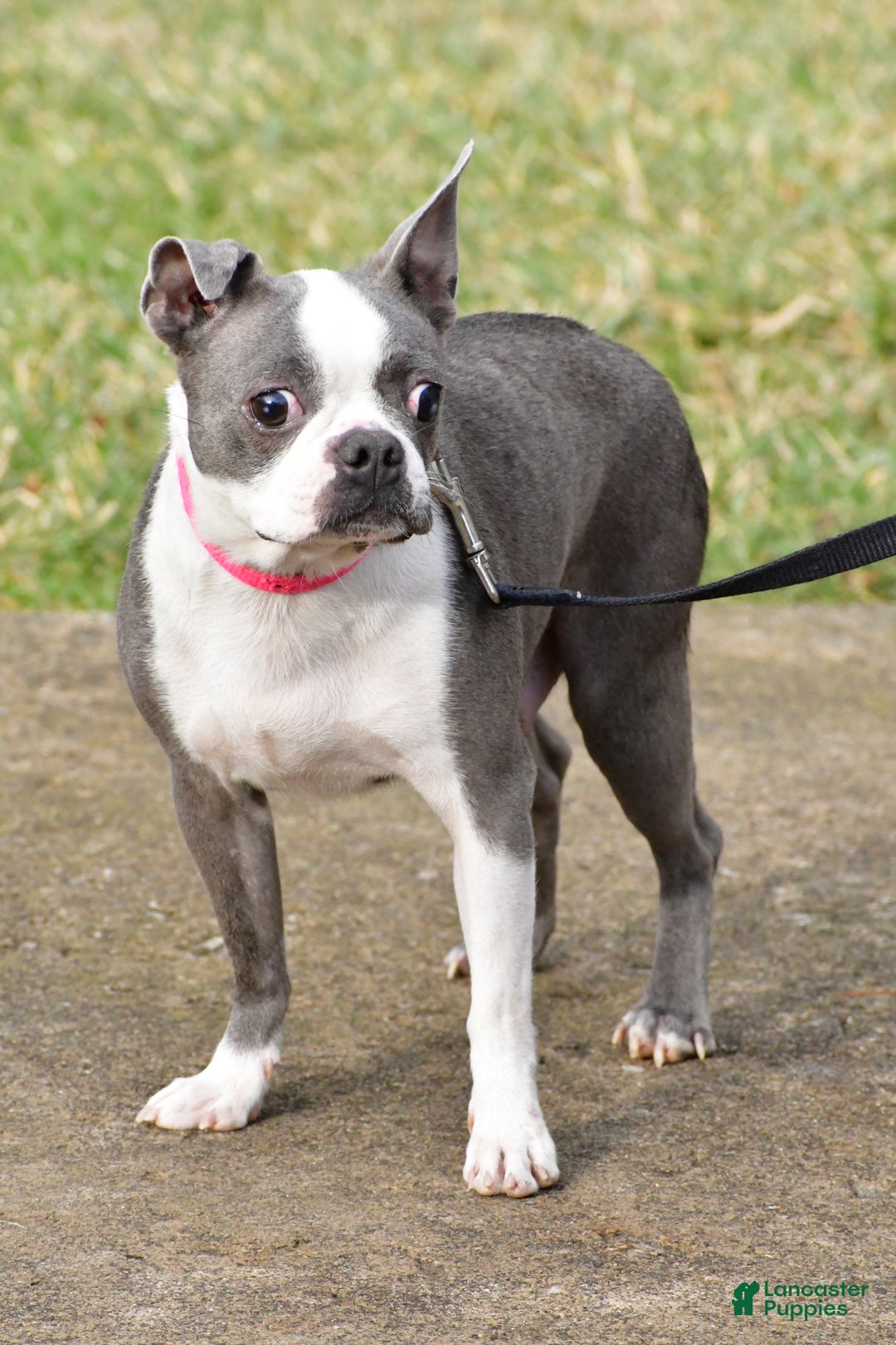 Boston Terrier dogs for sale: Trisha  - Ad 13