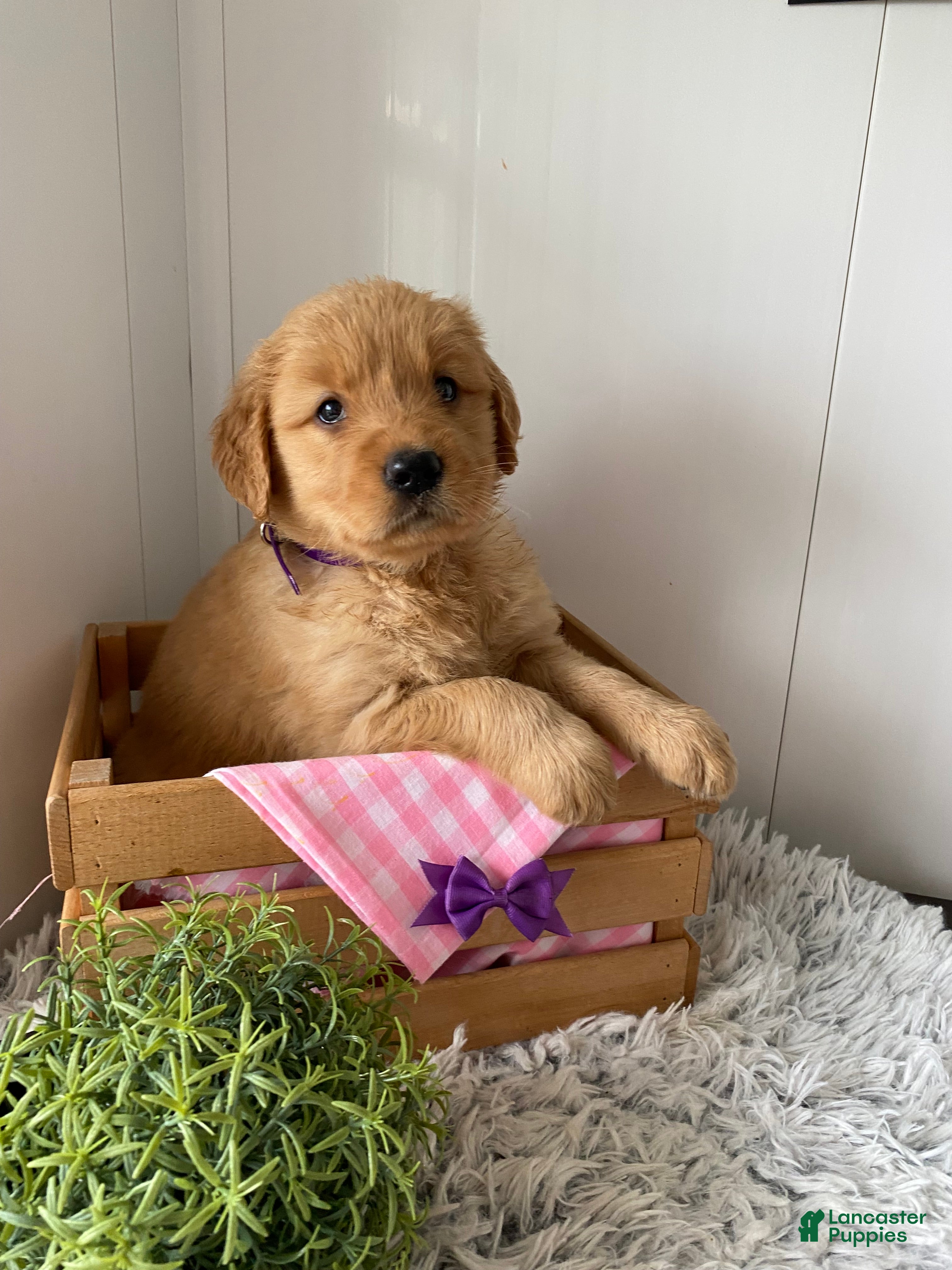 Golden Retriever dogs for sale: Golden Retriever Lola  - Ad 2