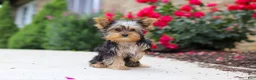 Yorkshire Terrier dogs for sale: Ollie - Ad 5