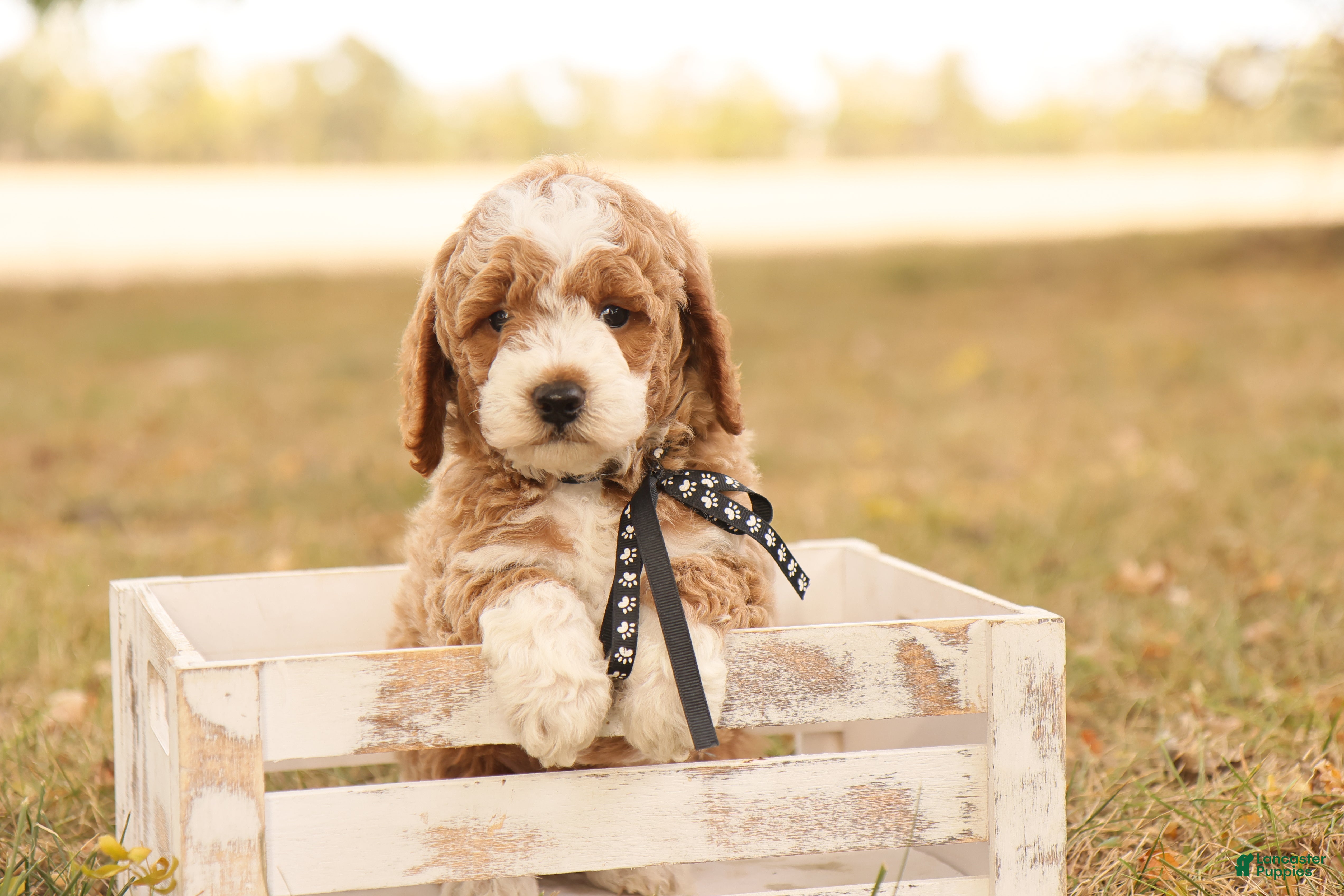 Mini Goldendoodle dogs Hunter - Ad 19