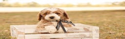 Mini Goldendoodle dogs for sale: Hunter - Ad 1