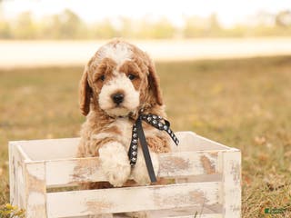 Mini Goldendoodle dogs Hunter - Ad 17